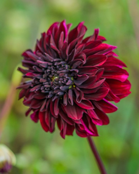 Dahlia Soulman2